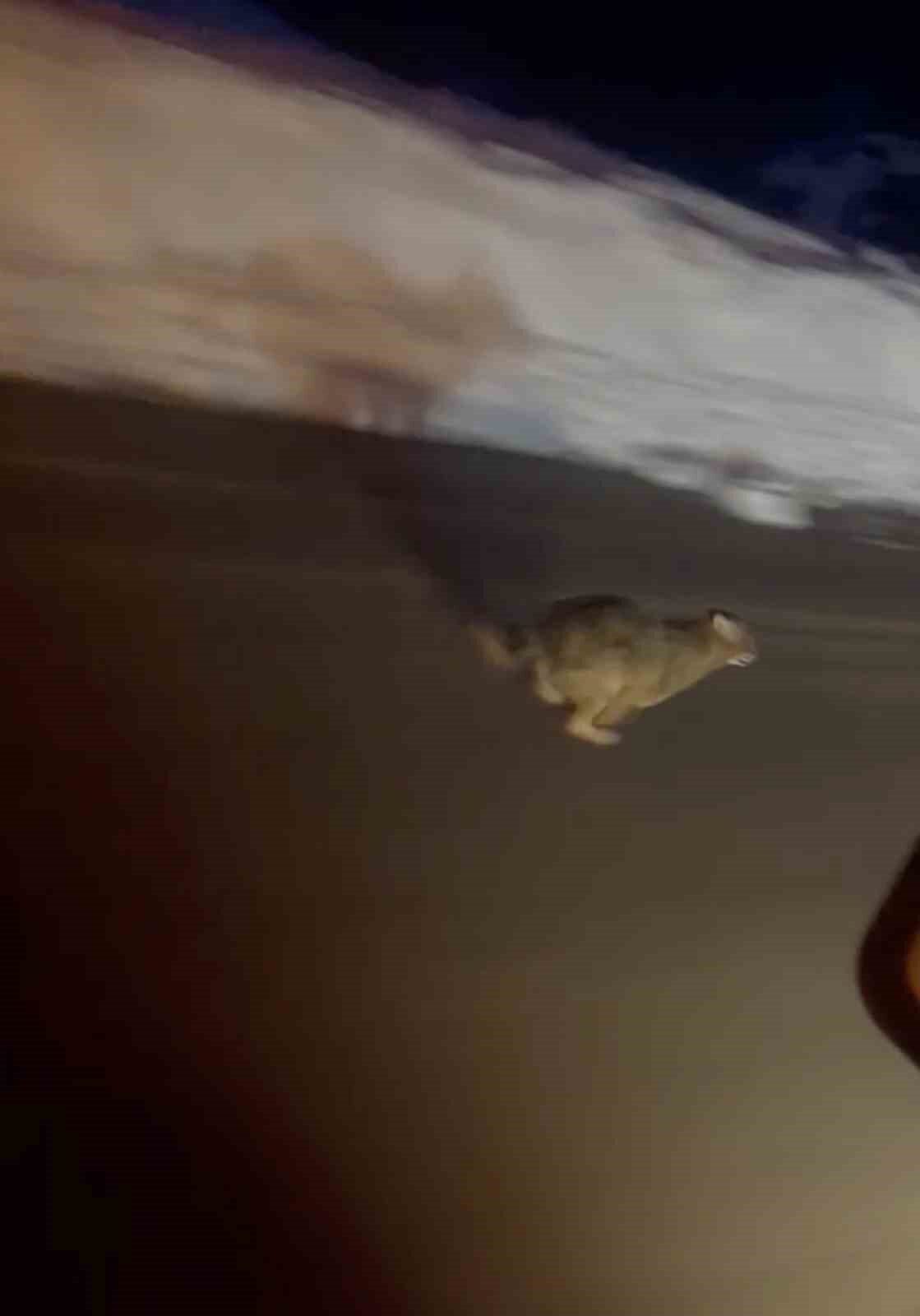 Kastamonu’da yola inen vaşak kamerada