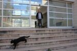 Kedi dostu profesör: Çalışma odasını kedileriyle paylaştı, her gün silip süpürüyor