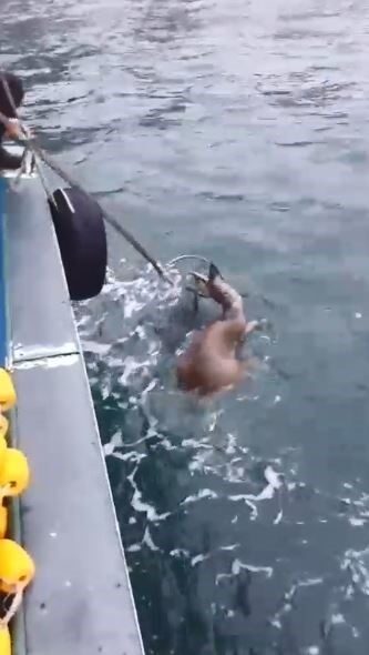 Köpeklerin saldırısından kaçarken denize düşen karaca balıkçılar tarafından kurtarıldı