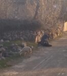 Küçükbaş hayvana eziyet eden kişi tepki çekti