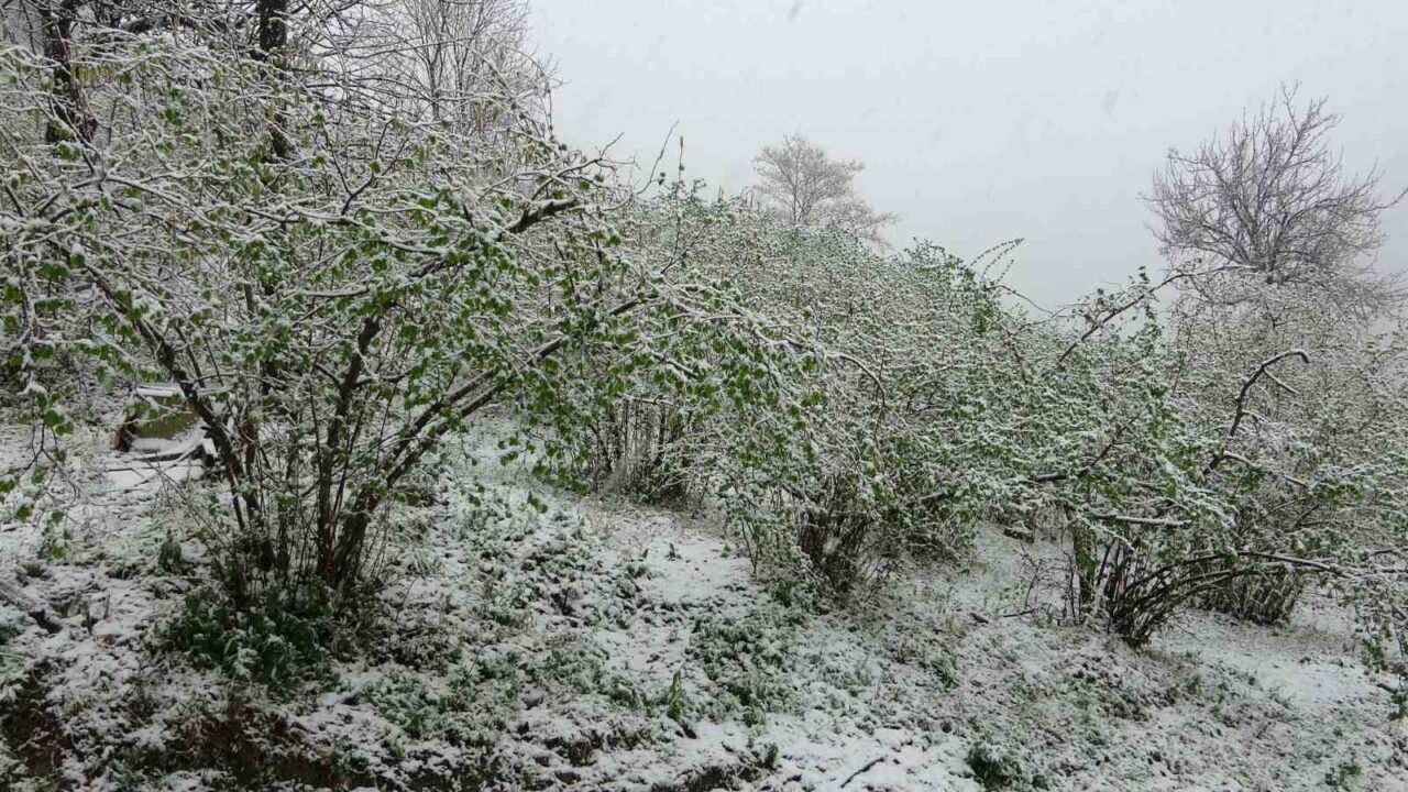 Mart ayında gelen kar fındık üreticilerini endişelendiriyor