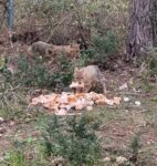 Sinop’ta aç kalan çakallar bayat ekmekle doydu