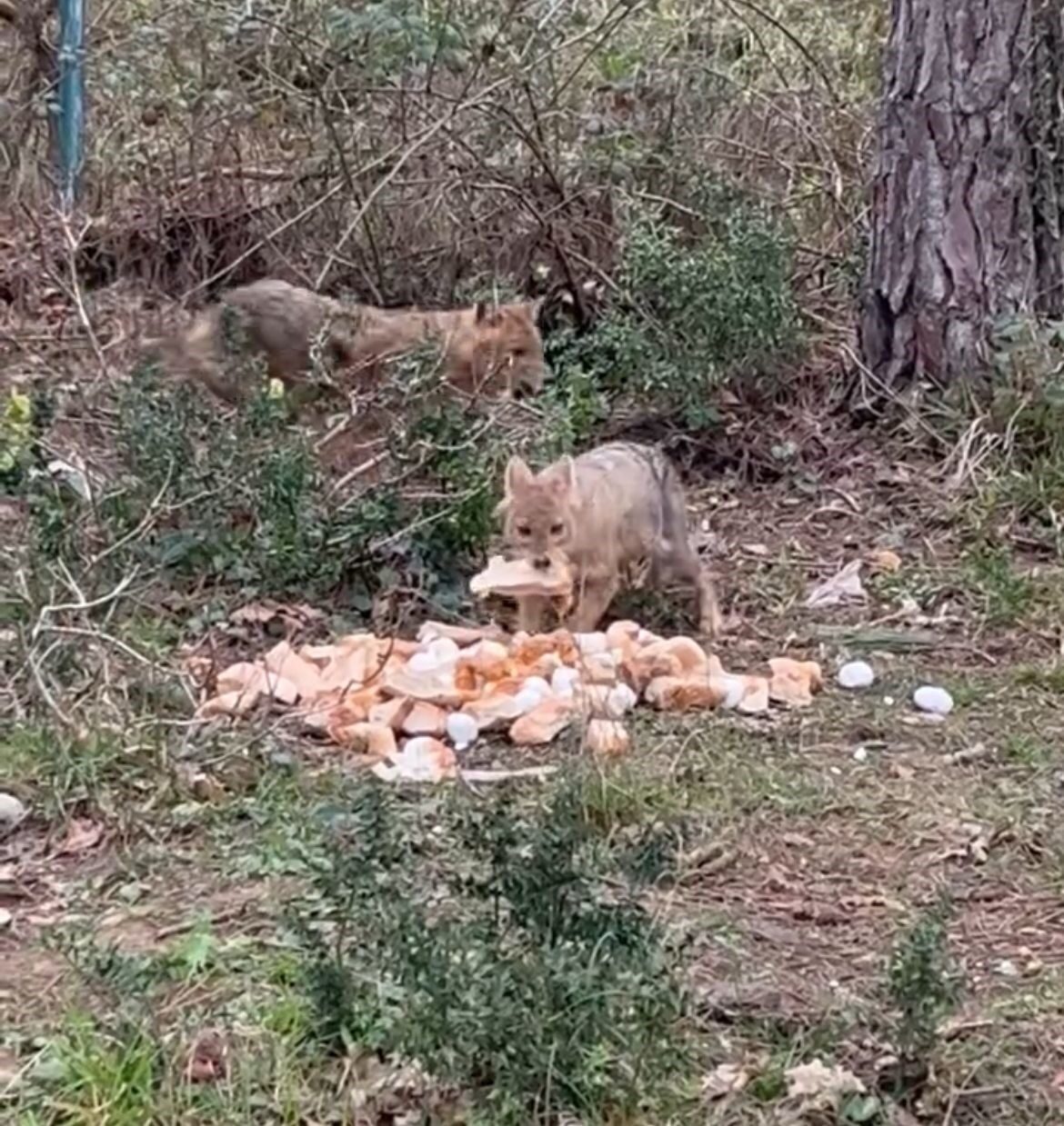 Sinop’ta aç kalan çakallar bayat ekmekle doydu