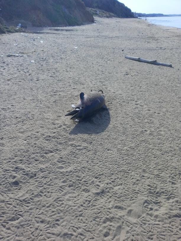 Sinop’ta altı gün içinde 3. ölü yunus karaya vurdu