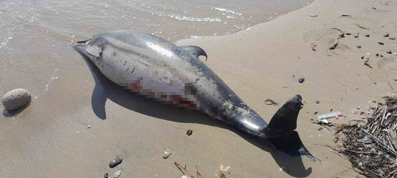 Sinop’ta bir gün arayla 2. ölü yunus karaya vurdu