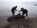 Sinop’ta ölü yunus karaya vurdu