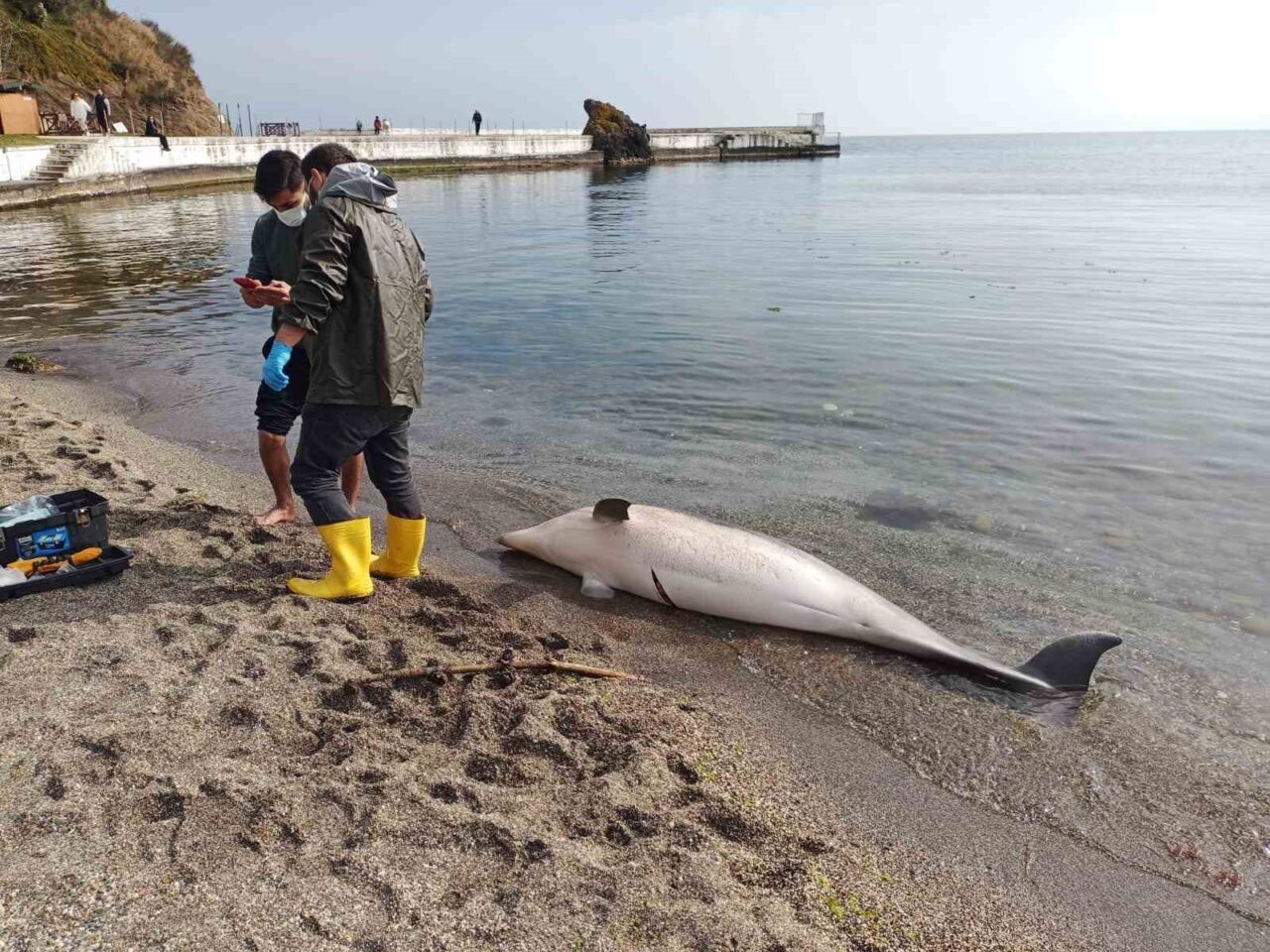Sinop’ta ölü yunus karaya vurdu