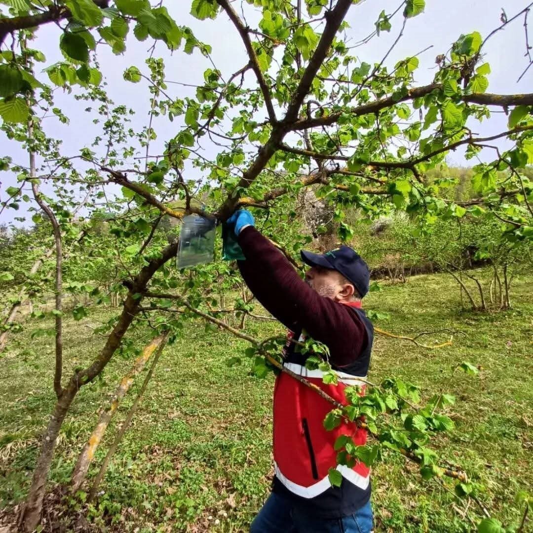 Türkeli’de kahverengi kokarca ile mücadele çalışmaları