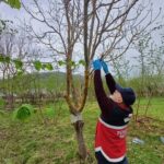 Türkeli’de kahverengi kokarca ile mücadele çalışmaları