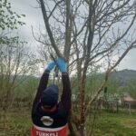 Türkeli’de kahverengi kokarca ile mücadele çalışmaları