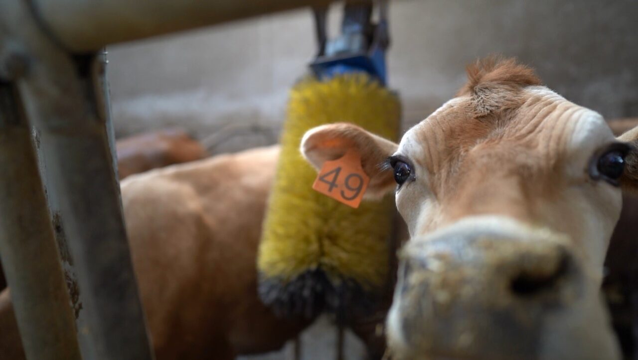 Türkiye’de ilk kez Trabzon’da yapıldı: Jersey sperması ile hayvancılık canlanacak
