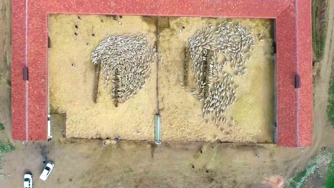 Yüzlerce kuzu anneleriyle beslenme saatinde buluştu, o anlar dron kamerasında