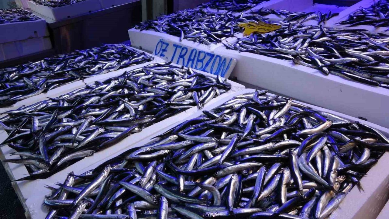 20 ülkeye yapılan hamsi ihracatından 9 milyon doların üzerinde döviz geliri elde edildi