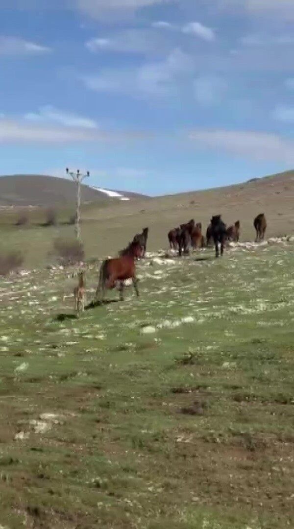 Akdağ’da yılkı atları araçların önüne çıktı, sürüdeki taylar da görüntülendi
