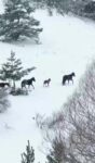 Amasya’nın yılkı atları kar üstünde görüntülendi