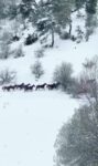 Amasya’nın yılkı atları kar üstünde görüntülendi