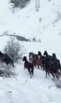 Amasya’nın yılkı atları kar üstünde görüntülendi