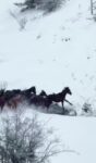 Amasya’nın yılkı atları kar üstünde görüntülendi