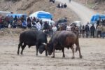 Artvin’de ilkbaharın habercisi boğa güreşleri başladı