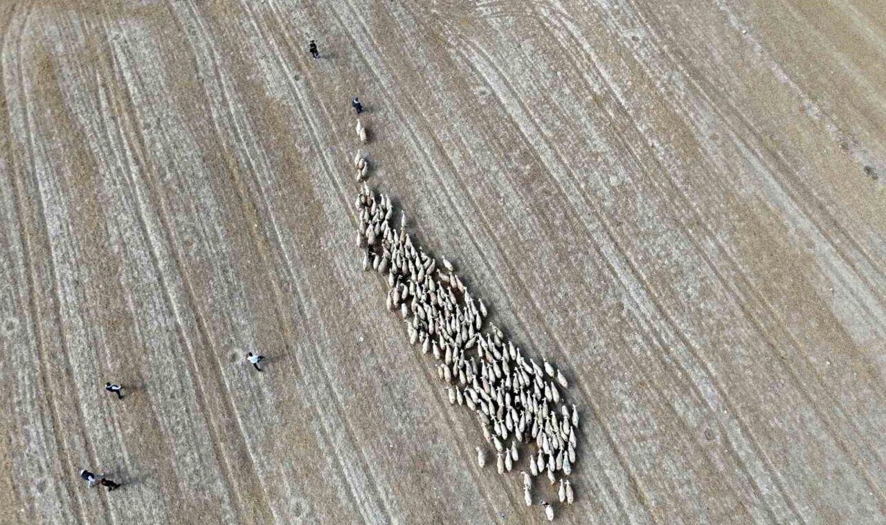 Baharın gelişiyle Bayburt’ta koyunlar yeniden yola koyuldu