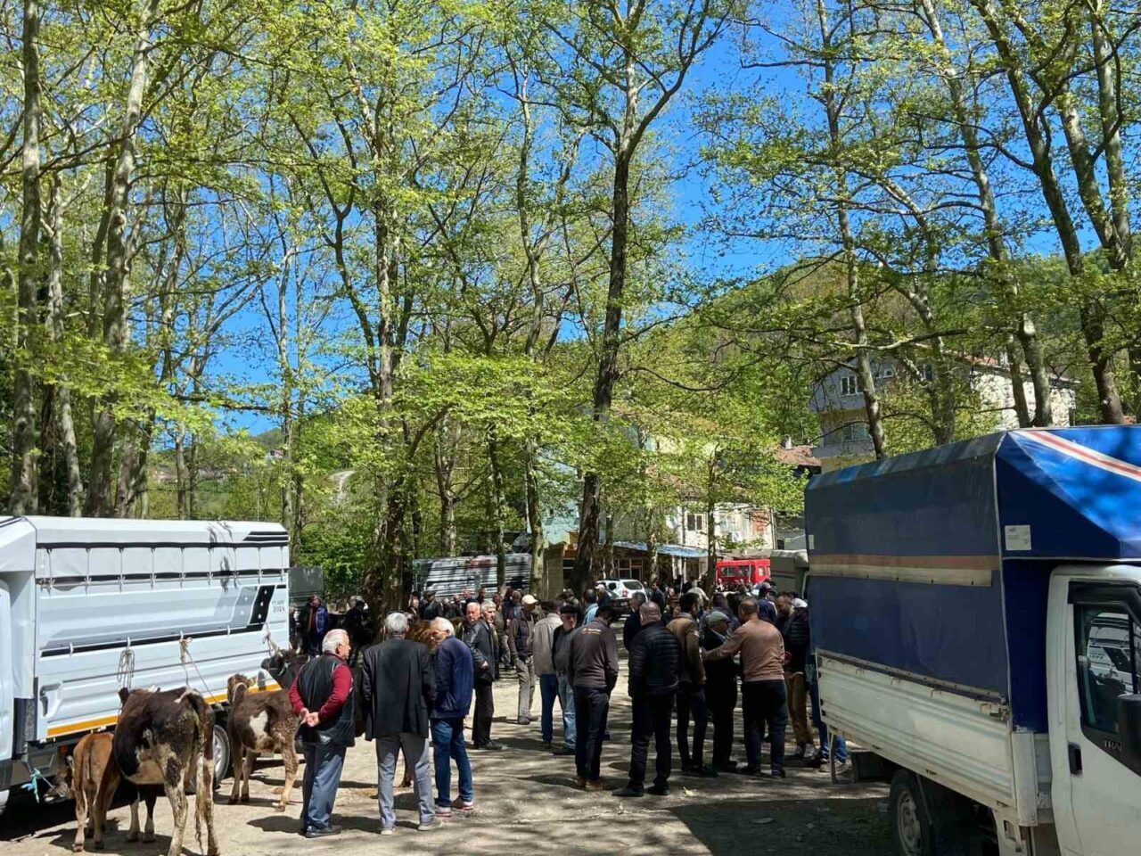 Çarşamba Pazarı’nda Kurban Bayramı hareketliliği başladı