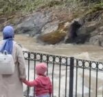 Dereye düşen domuza bağırarak karaya çıkarmaya çalıştılar