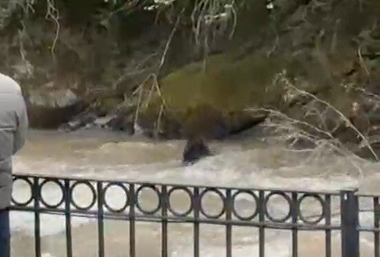 Dereye düşen domuza bağırarak karaya çıkarmaya çalıştılar