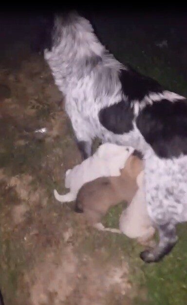 Dereye düşen yavru köpek itfaiye ekiplerince kurtarıldı