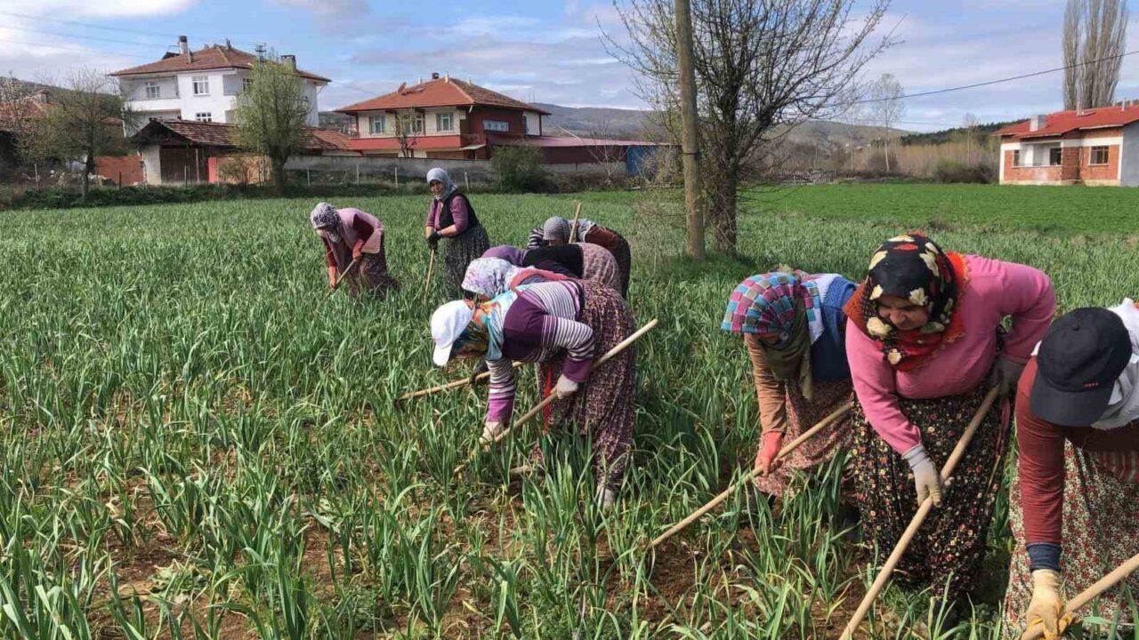 Dünyaca ünlü Taşköprü sarımsağının çapalama dönemi başladı