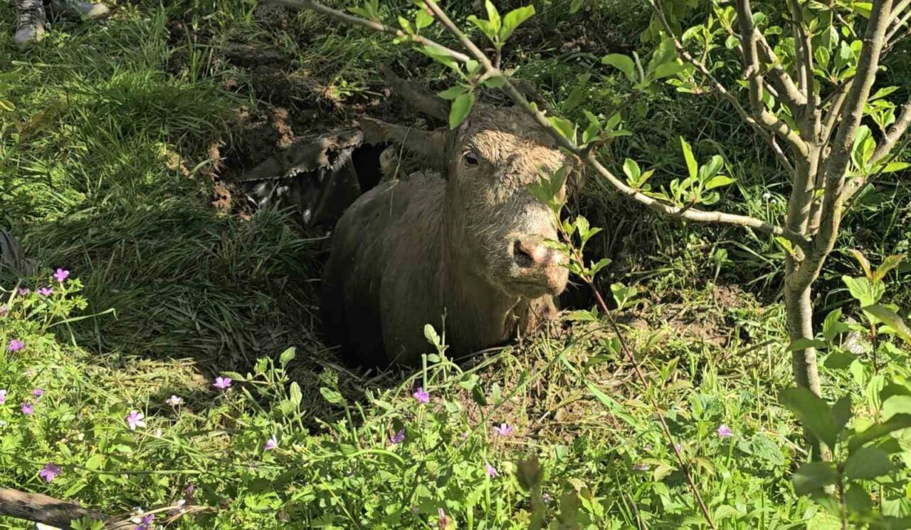 Foseptik çukuruna düşen inek iş makinesiyle kurtarıldı