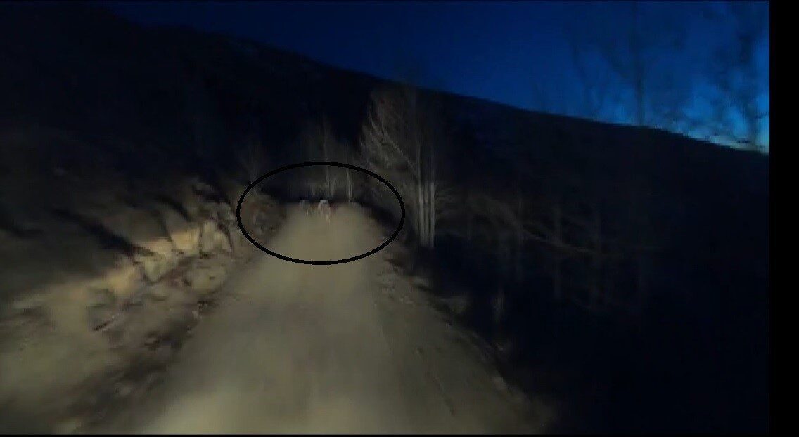 Gece motosikletin önünde koşan iki ayı görüntülendi