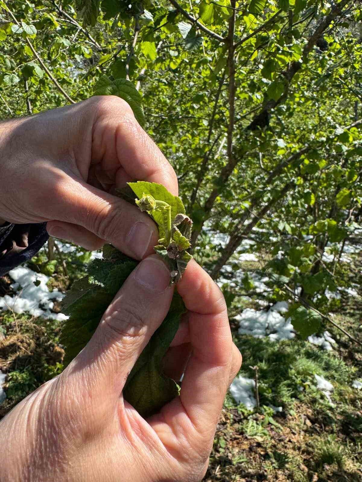 Giresun Ziraat Odası Başkanı Nurittin Karan: "Fındıkta nisan karı zirai donla rekolte kaybına neden oldu"