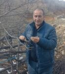 Giresun’da zirai don Şebin cevizini de vurdu