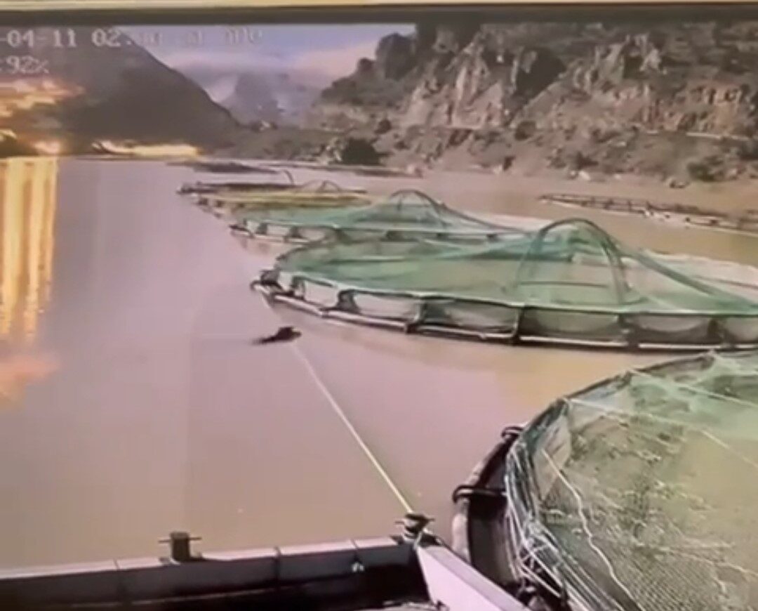 Gündüz vakti somon üretim tesisine giren aç ayı kameralara yakalandı