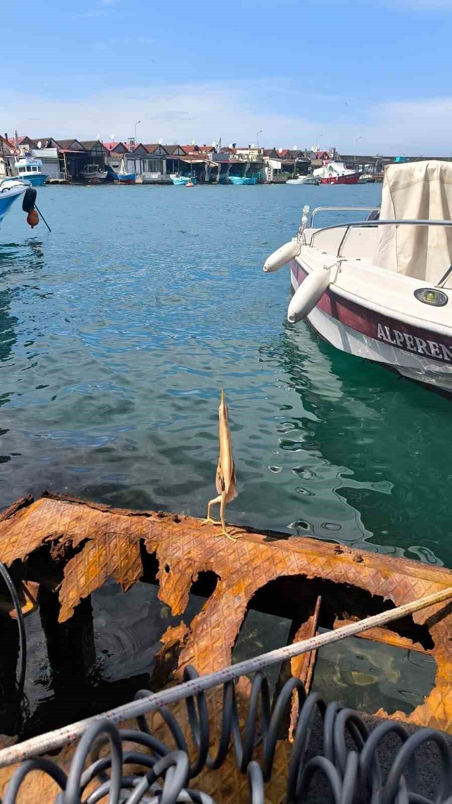 İlk kez gördü, cep telefonu ile kayda aldı