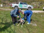 Kastamonu’daki sahipli köpekler mikroçiple kimliklendiriliyor