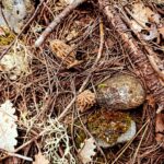 ’Kuzugöbeği mantarı’ çıkmaya başladı