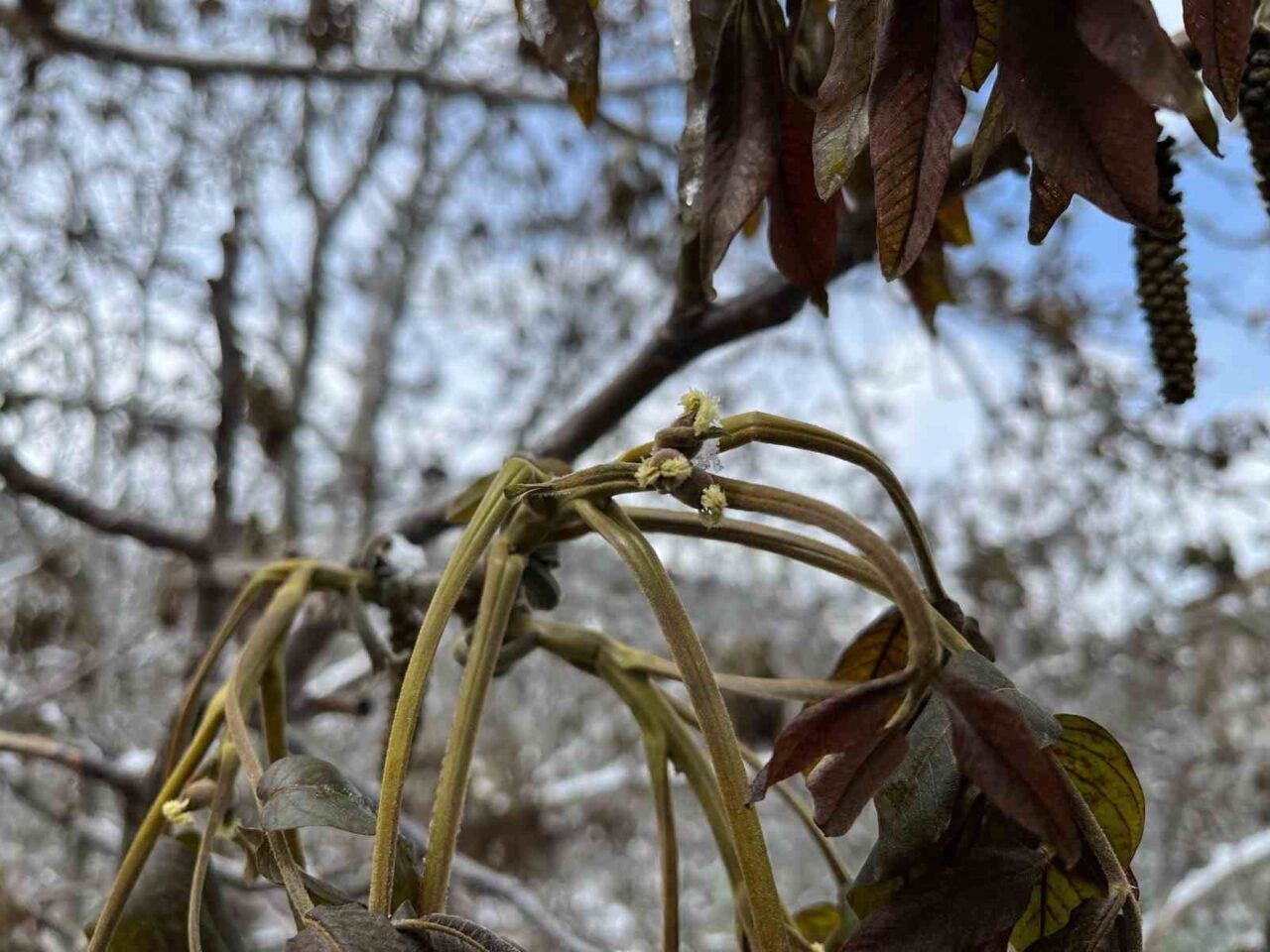Milletvekili Ahlatcı’dan zirai don açıklaması