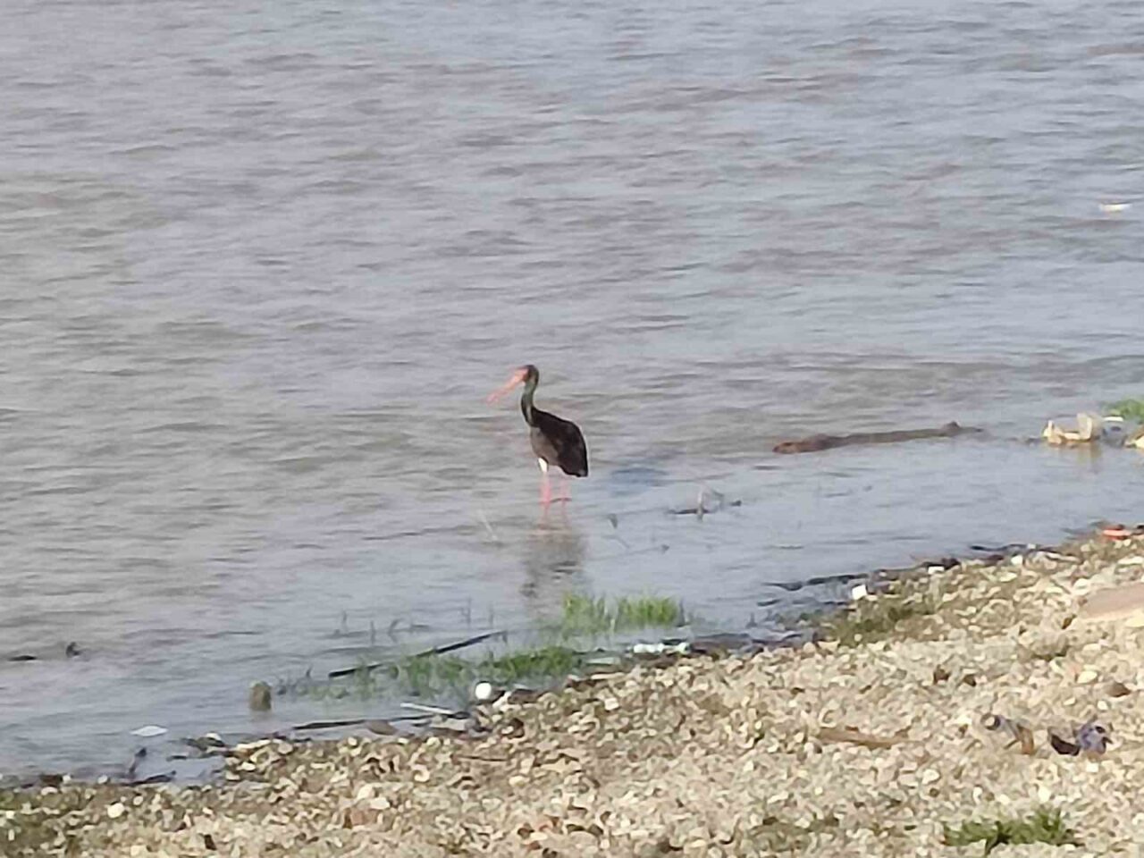 Nadir görülen kara leylek Kastamonu’da görüntülendi