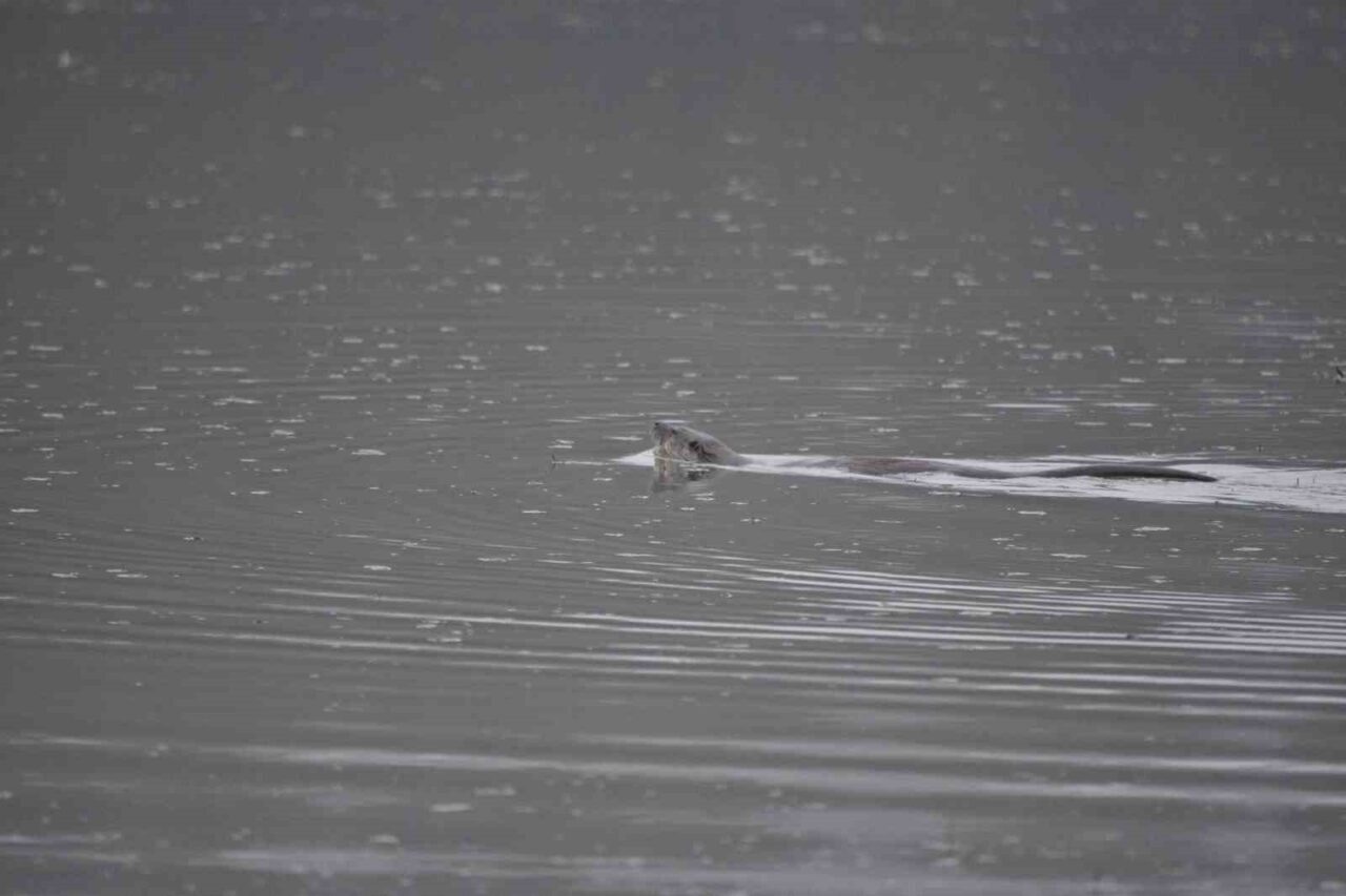 "Nesli tükenme tehdidine yakın" olan su samuru Bolu’da görüntülendi