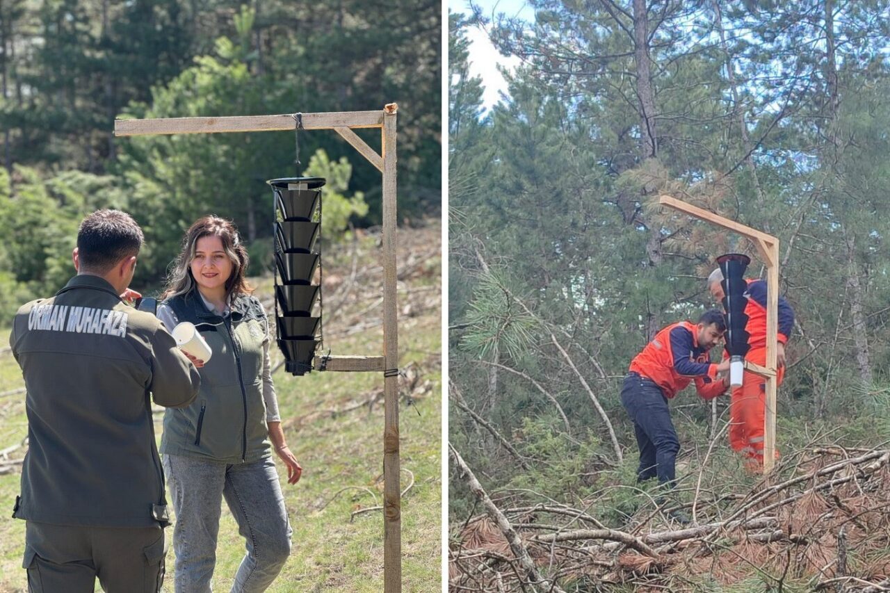 Ormanları kurutan böceğe karşı sıkı önlem