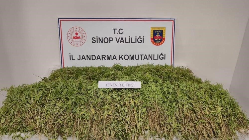 Sinop’ta bahçesinde 31 bin 265 kök kenevir ele geçen vatandaş konuştu: "Yasal ekilen kenevirden dökülen tohumlar"