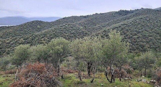 Sinop’ta Delice zeytin ağaçları ekonomik değere dönüşüyor