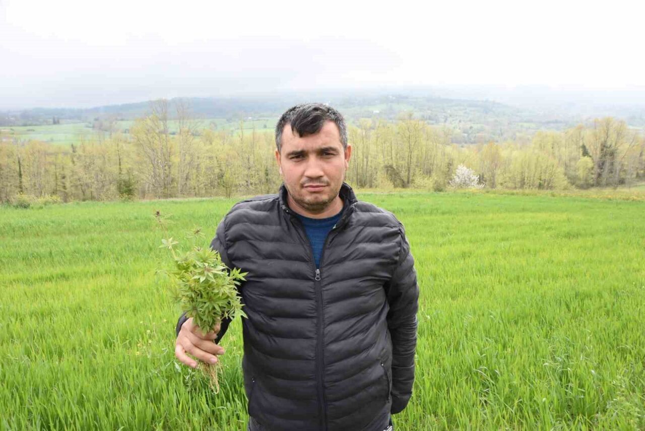 Sinop’ta tarlasında kenevir ele geçirilen çiftçi: "Yasa dışı iş yapmadık, valilik rencide etti"