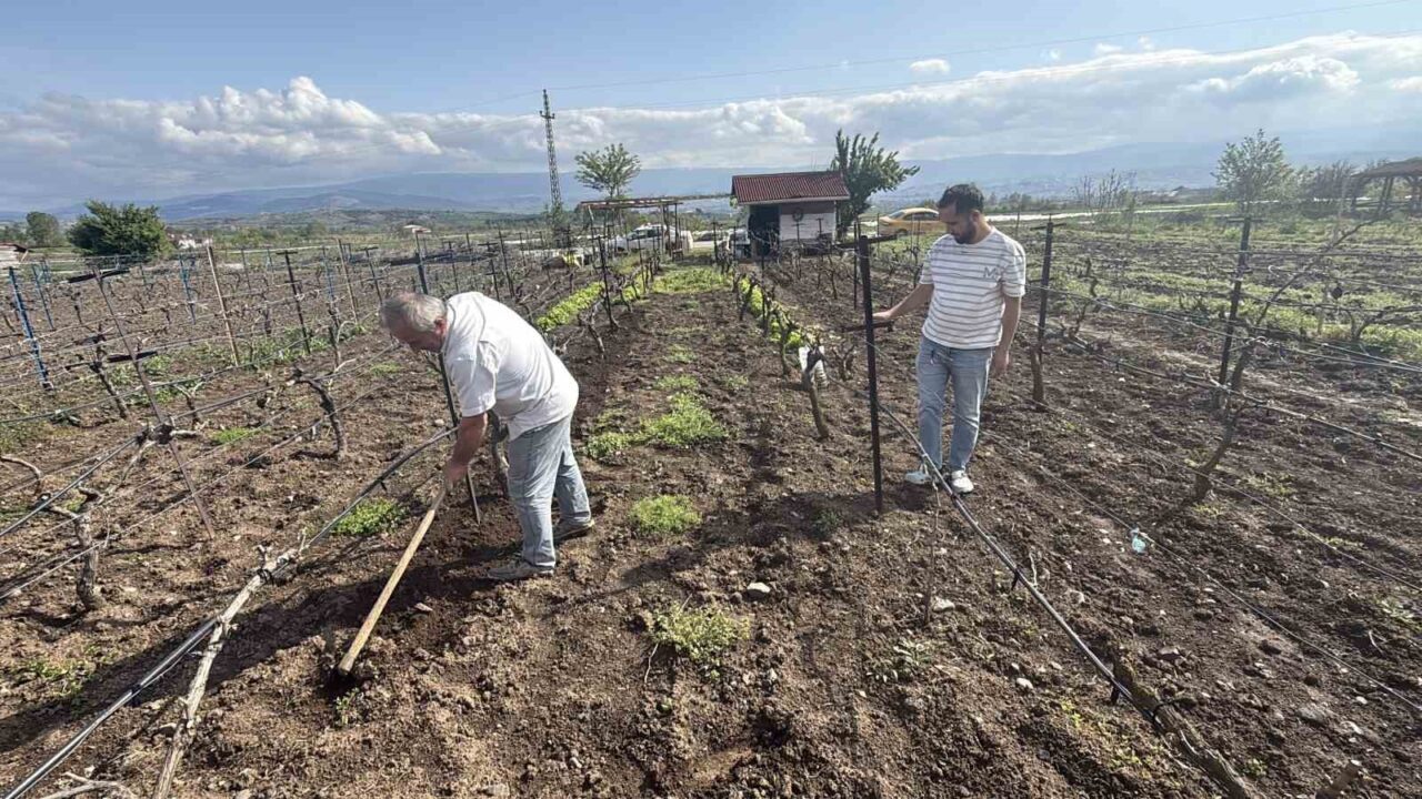 Tescilli üzüme ikinci çapa