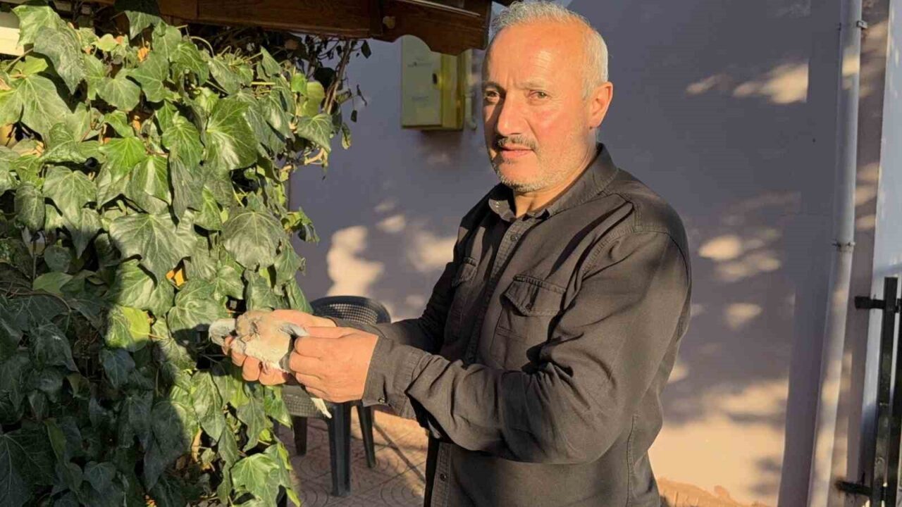 Tokat’ta evin çatısına yıldırım düştü, yuvadaki kuşlar telef oldu