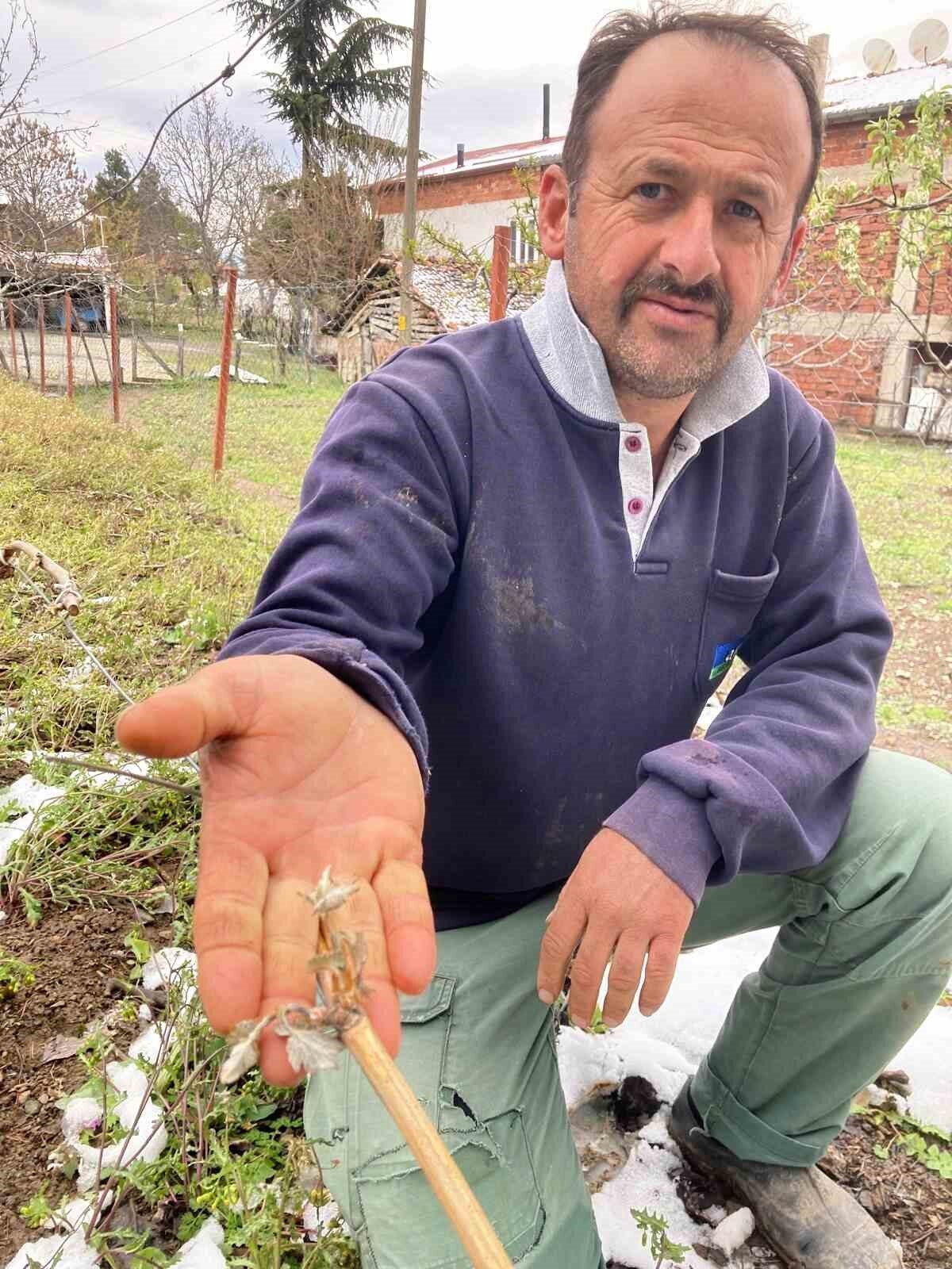 Tokat’ta tarım arazilerini don vurdu