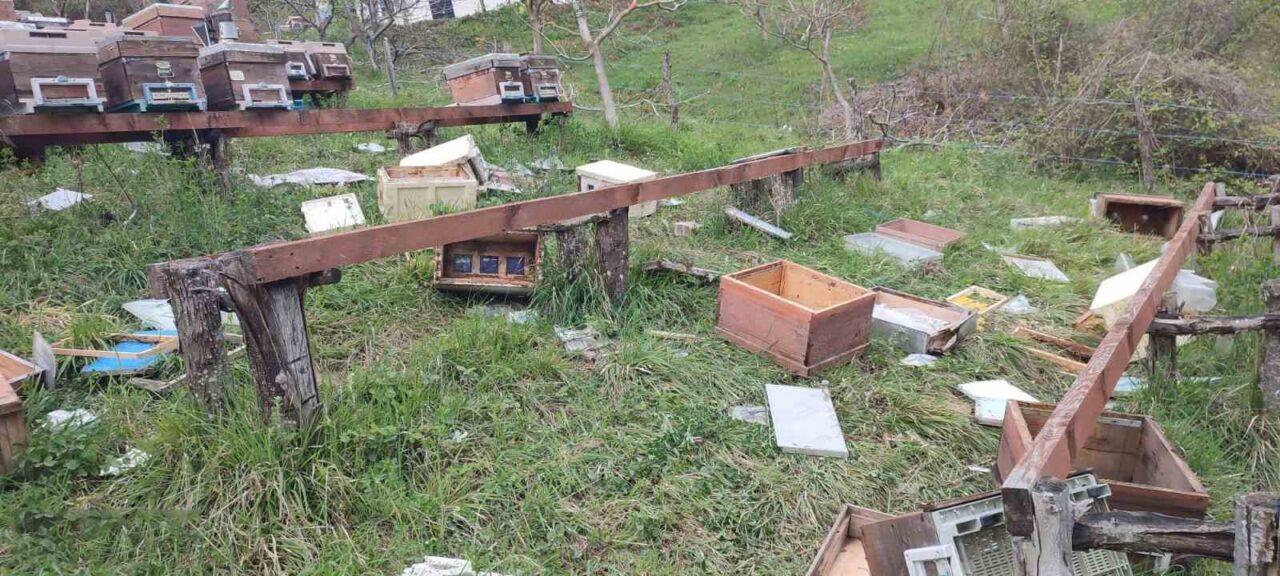 Türkeli’de ayı saldırısı: 23 arı kovanı parçalandı