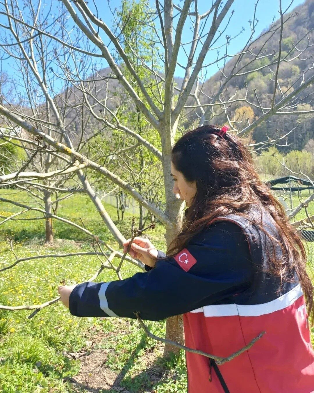 Türkeli’deki tarım arazilerinde hasar tespit çalışmaları başladı