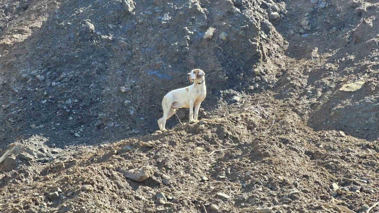 Uçurumda mahsur kalan görme engelli köpek kurtarıldı